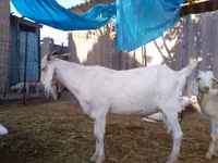 Billy Goat, Saanen goat — photo 7