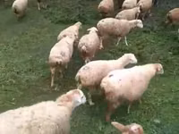公羊, Sheep — 照片 3