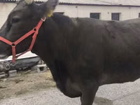 Cow, Alatau breed — photo 1