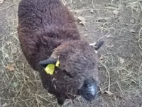 نعجة, Southdown sheep — الصورة 3