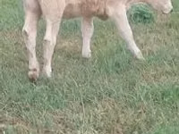 بقرة, Charolais cattle — الصورة 1
