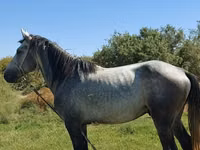 Hengst, Mustang — Foto 2