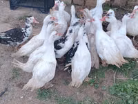 Ducks — फ़ोटो 3
