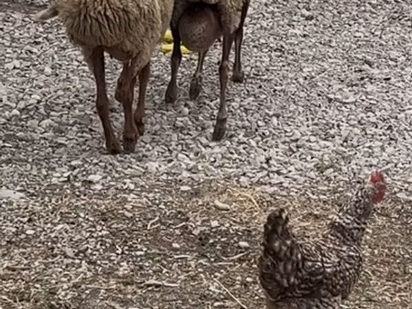 Sheep, Sheep