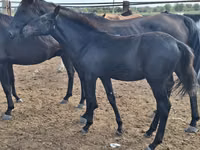 Horses (batch, sex not specified), Karachay horse — photo 1