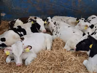Rinder (Partie, Geschlecht nicht angegeben), Simmental cattle — Foto 7