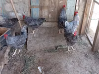 Gallina eslovena barrada — foto 4