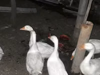 Geese — الصورة 2