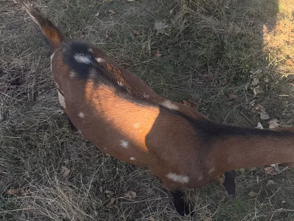 Goat, Alpine goat