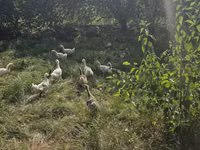 Geese — 照片 3