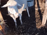 Ram, Lacaune sheep — photo 1