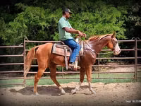 公马, American paint horse — 照片 4