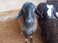 Widder, Jaidara sheep — Foto 4