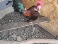 Chickens — Foto 4