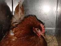 Chickens — photo 6