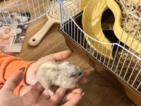3 eded hamster qefes ve apilkasi ile birlikde verirem 2 eded bala — фото 1
