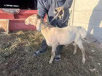 نعجة, Arashan sheep — الصورة 4