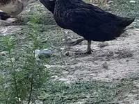 Australian Spotted — Foto 2