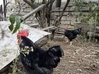 Chickens — foto 3