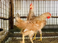 Shamo chickens — photo 1