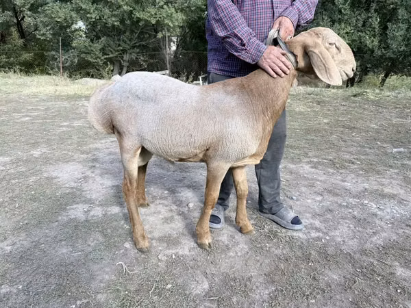كبش, Arashan sheep