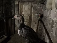 Chickens — الصورة 4
