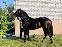 Horse (M), Swedish warmblood horse — photo 5