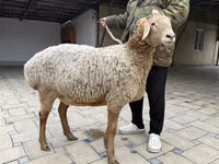 Oveja, Arashan sheep — foto 7