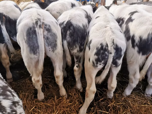 Cattle (batch, sex not specified), Russian Black pied cattle