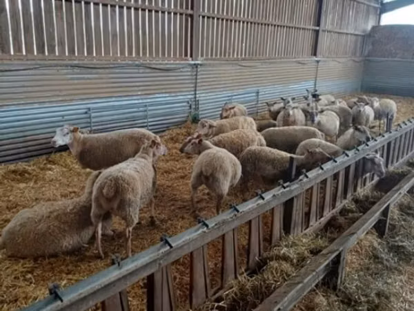 Sheep, Rouge de l’Ouest sheep