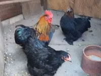 Chickens — Foto 2