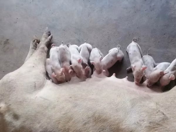 Schweine (Partie, Geschlecht nicht angegeben), Schweine
