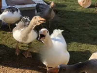 Geese — photo 6