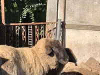 Sheep (batch, sex not specified), Cameroon sheep — photo 2