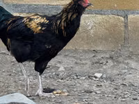 Ameraucana — photo 2