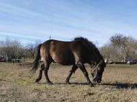 Horse (M), Hucul pony — photo 1