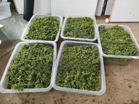 Best Azolla Seeds in Kenya - Location CBD Nairobi — फ़ोटो 5