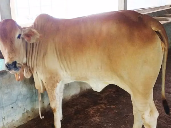 Cow, Azerbaijani zebu