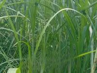 Nappier Grass for Livestock on Sale — 照片 1