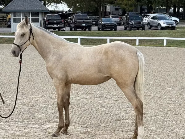 Mare, Rocky Mountain Horse