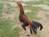 Chickens — 照片 1