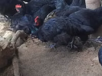 Australorp — Foto 2