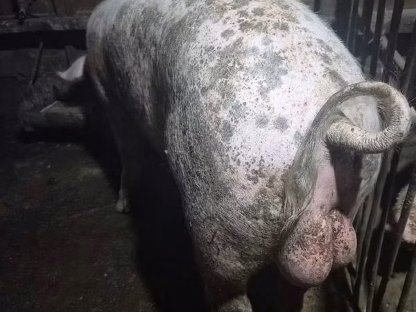 Boar, 