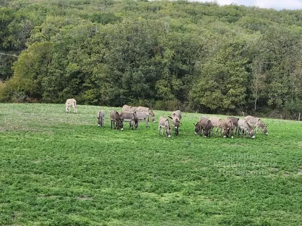 Horses (batch, sex not specified), Horses
