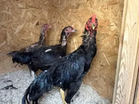 Chickens — الصورة 3