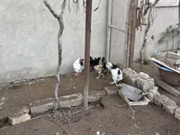 Chickens — الصورة 1