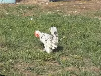 Chickens — 照片 2