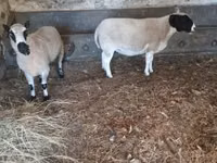 公羊, Dorper sheep — 照片 5