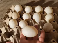 Ducks — الصورة 4