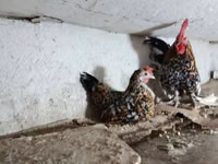 Chickens — 照片 2